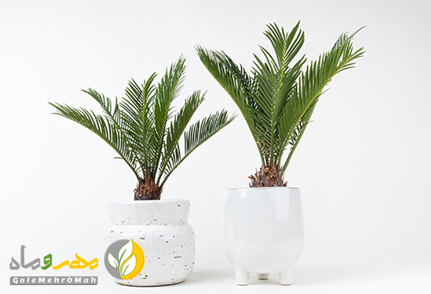 گیاهان مقاوم به گرما و خشکی هوا گیاهان مقاوم به گرما و خشکی هوا