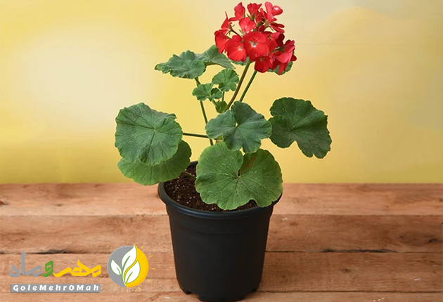گیاهان مقاوم به گرما و خشکی هوا گیاهان مقاوم به گرما و خشکی هوا