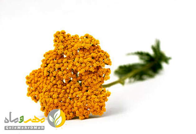 گیاهان مقاوم به گرما و خشکی هوا گیاهان مقاوم به گرما و خشکی هوا